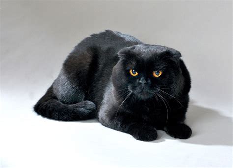 Black Scottish Fold With Orange Eyes Want One Scottish Fold Cat