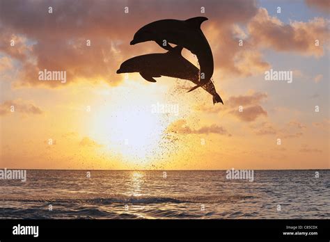 Common Bottlenose Dolphins Jumping In Sea At Sunset Roatan Bay