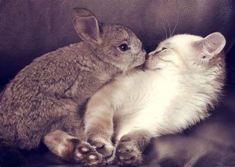 Feisty cat plays so gently with his bunny best friend | smudge is a typical moody cat who likes to pounce and attack for no. cats | Gift of RA