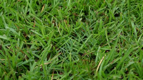 Bermuda Grass Herbicide