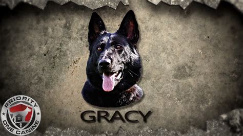 Priority 1 Canine Gracy Youtube