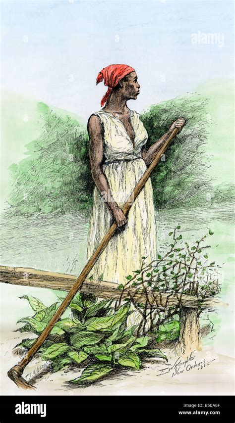 Slave Woman Hoeing Sugar Plants On A Plantation In Louisiana S