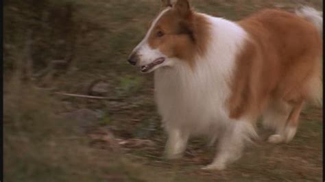 Lassie 1994 90s Films Image 23519263 Fanpop