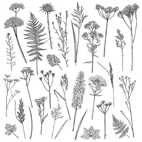 Wildflower Illustrations Royalty Free Vector Graphics And Clip Art Istock