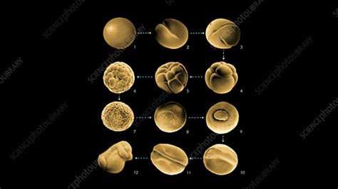Frog Embryo Development Animation Stock Video Clip K0040309 Science Photo Library