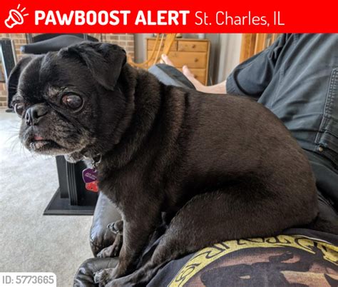 We look forward to helping you find your next family member. Lost Male Dog in St. Charles, IL 60175 Named Jack (ID: 5773665) | PawBoost