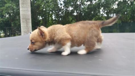 Check spelling or type a new query. 2 pembroke welsh corgi akc puppies for Sale in Houston, Texas Classified | AmericanListed.com