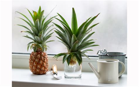 Grow Your Own Pineapple Ellis Downhome