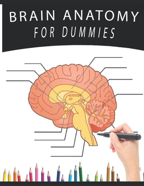 Buy Brain Anatomy For Dummies A Neuroanatomy Coloring Book Incredibly