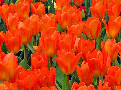 Blast Flowers Spring Bright Color Tulips Field Hd Wallpaper Peakpx