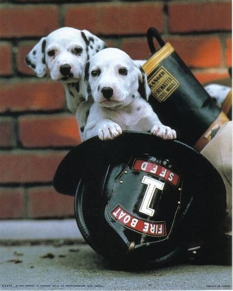 Why Are Dalmatians The Official Firehouse Dogs Snapfon Dalmatian