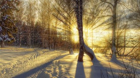 Winter Snow Trees Sunset Sun Rays Wallpaper Nature And Landscape
