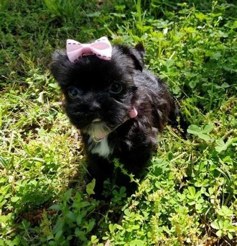 1.3 miles from south hills village. Shorkie Tzu Puppy for Sale - Adoption, Rescue for Sale in ...