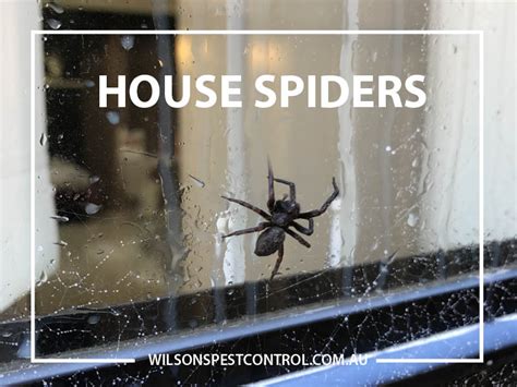 Pest Control For Spiders Pest Control