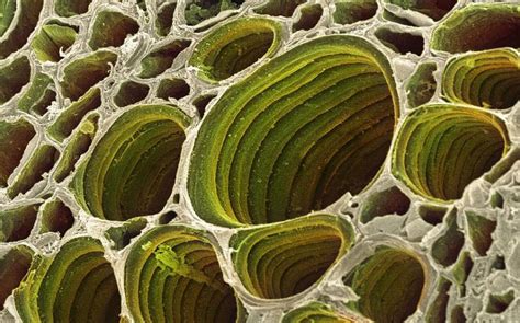 View Under Scanning Electron Microscope Xylem Plant Cells