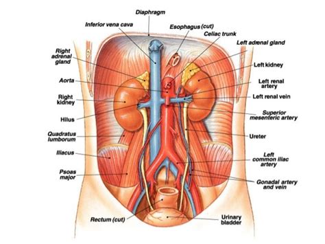 Check spelling or type a new query. Sistem Urinaria (Sistem Perkemihan) - GiziKlinikKu