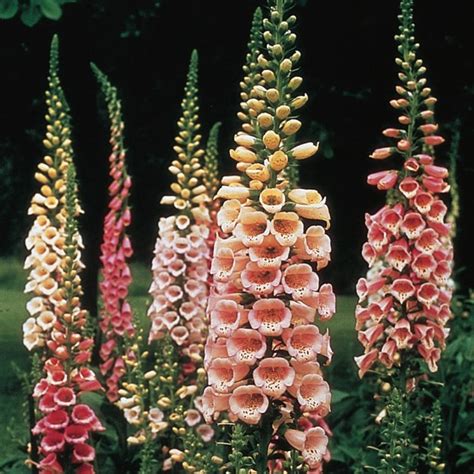 The Basics Of Growing Foxglove Plants Flower Magazine