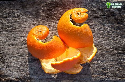 Can You Put Orange Peels In Compost Find Out Here