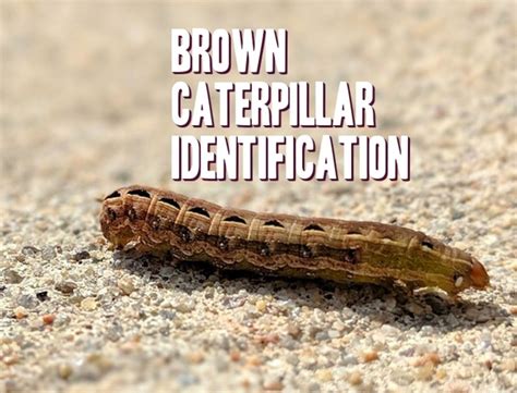 Australian Caterpillar Identification Sincere Night