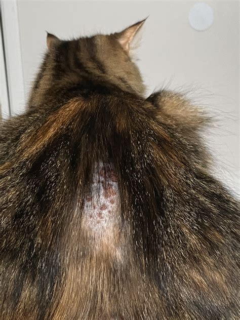 Cat With Dermatitis Cant Find Fix Thecatsite