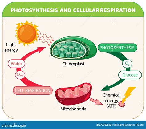 Diagrama De Fotos Ntesis Y Respiraci N Celular Ilustraci N Del Vector