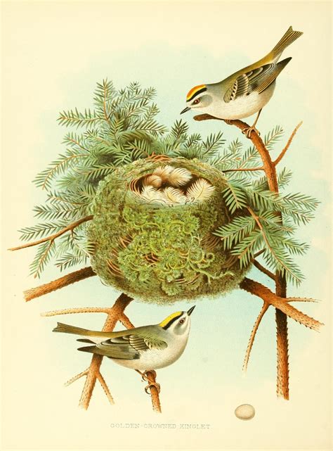 Nests And Eggs Of Birds Of The United States 1882 Golden