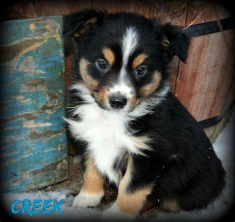 One will be ready to leave at the end of september and two in early october. Australian Shepherd Puppies for Sale in Omaha, Nebraska ...