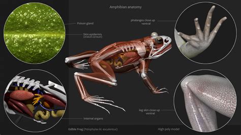 Amphibian Anatomy Anatomical Charts And Posters