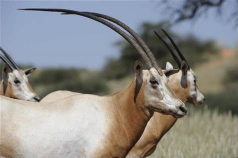 Scimitar Horned Oryx Pictures Az Animals