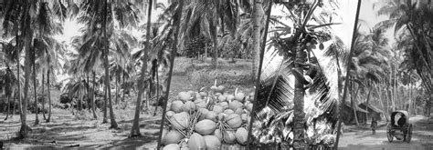 Coconut Plantation In Sri Lanka Goodhandslk