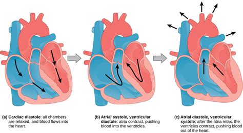 Question from very important topics are covered by ncert exemplar. 40.3C: The Cardiac Cycle - Biology LibreTexts