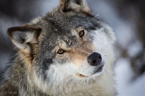 Vivid Wolf Face With Snow On His Nose