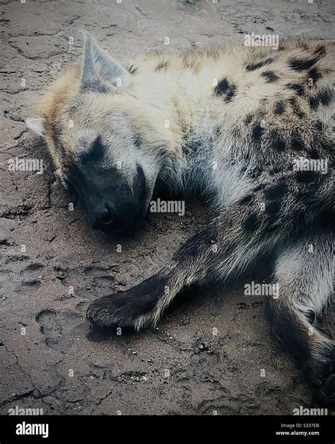 Sleeping Hyena Hi Res Stock Photography And Images Alamy