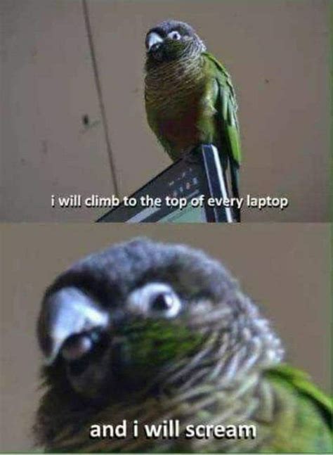 Pin By Sandy Ayres On Birds Funny Parrots Funny Birds Cute Funny
