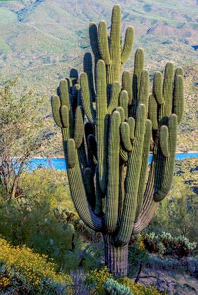 Most cacti require a relatively long hot growing season, so they will need to have at least six months of 70+ degree fahrenheit weather. 16 Things To Know About the Saguaro Cactus