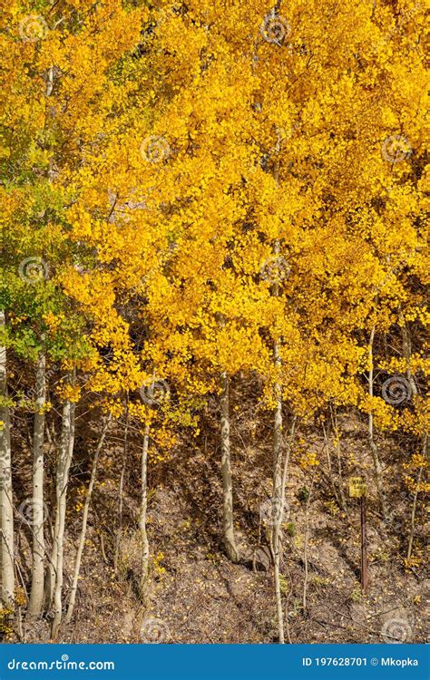 Yellow Aspen Trees In The Fall In Rocky Mountain National Park Colorado