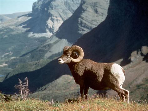 The Wildlife Of Glacier National Park Blog Posts Wwf