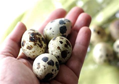 Yolks and whites can be used in a variety of recipes, from fluffy meringues to mayonnaise. What Are Some Awesome Ways to Use Quail Eggs? | Kitchn