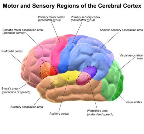 The Brain Brocas And Wernickes Areas And The Circle Of Willis