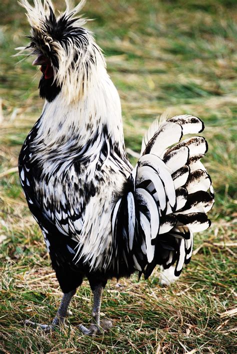 Silver Laced Polish Rooster Probably The Most Beautiful Chicken I Ve Ever Seen Fancy Chickens