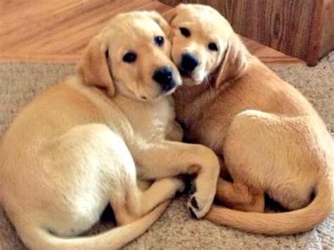 Cuddle Pups Viewers Share Photos Of Pets Showing Love