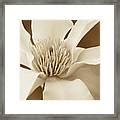 Kobus Magnolia Flower In Sepia Two Photograph By Jennie Marie Schell