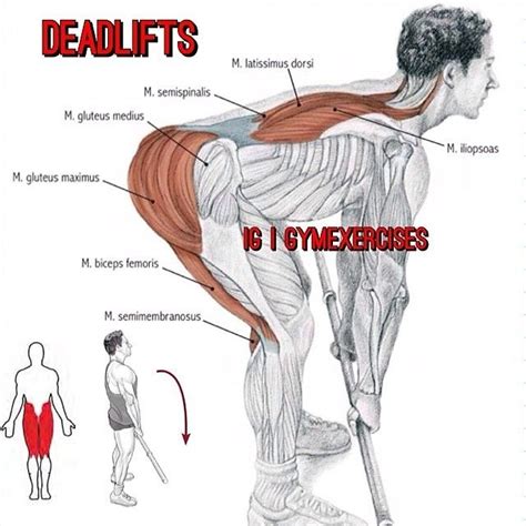 Contact gym glutes on messenger. Gym Exercises Muscles involved MAIN MUSCLES: gluteus ...