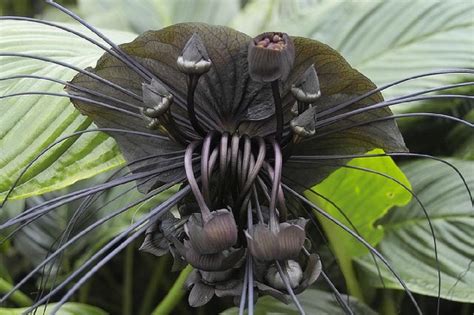 The Spooky Looking Plant The Black Bat Flower Or Tacca Chantrieri
