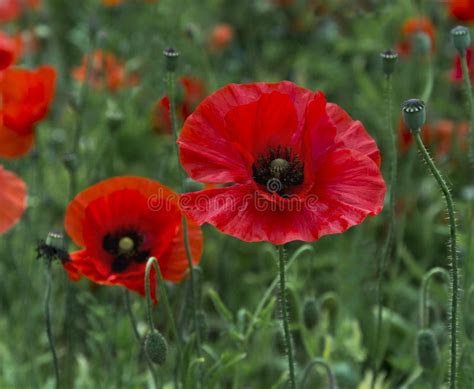 A Field Of Bright Red Poppies And Wild Flowers Stock Photo Image Of