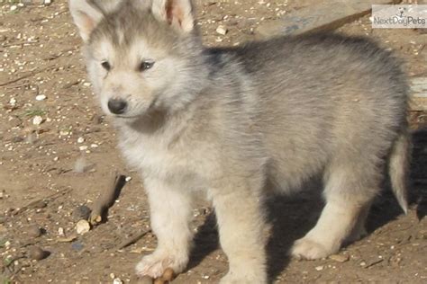 Wolf Hybrid Puppy For Sale Near Dallas Fort Worth Texas Aaa32b3a 4b51