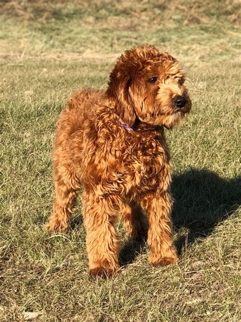 Golden retriever / toy or miniature poodle mixed breed dogs. Standard and Mini Goldendoodle Puppies For Sale | Poodles ...