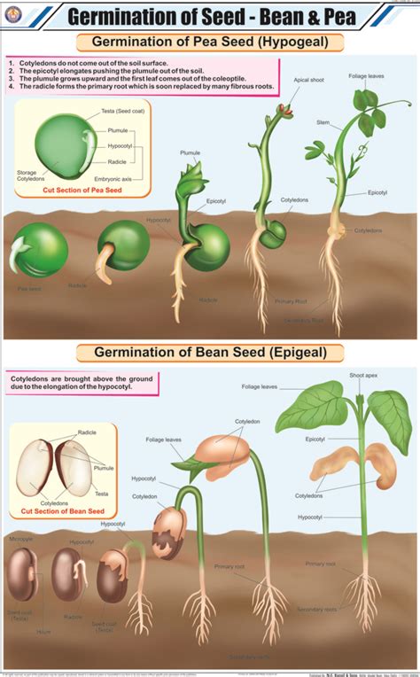 Germination Of Seed Bean And Pea Hospital Equipment Manufacturing Company