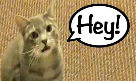 Video The Cat That Says Hey Is The Latest Video To Go Viral Weird