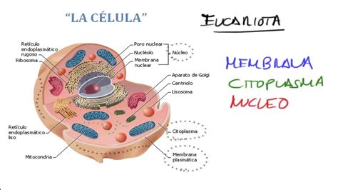 La Celula Estructura Y Funcionamiento Celular Biologia Doovi
